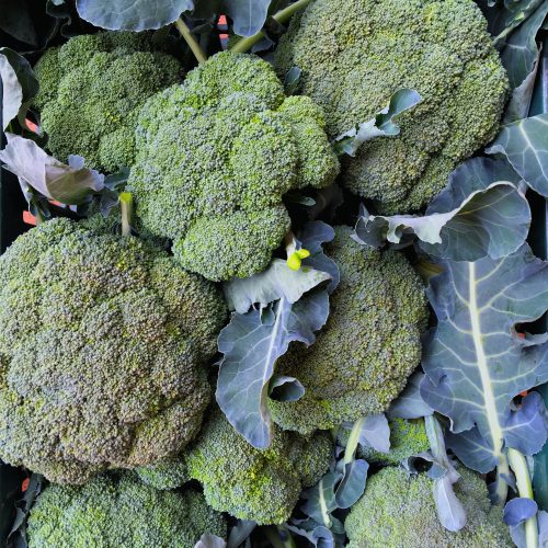 Organic Broccoli - Green (500g)