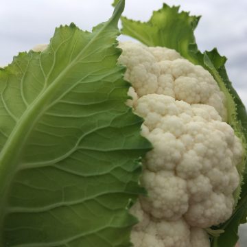 Organic Cauliflower (pc)