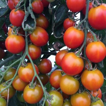 Bio Koktélparadicsom (300g)