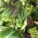 Bio Saláta mix - Mesclun (200g) 