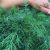 Organic Dill Plantl (pc)