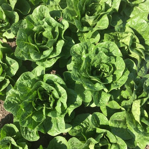 Organic Romaine Lettuce - small (pc)