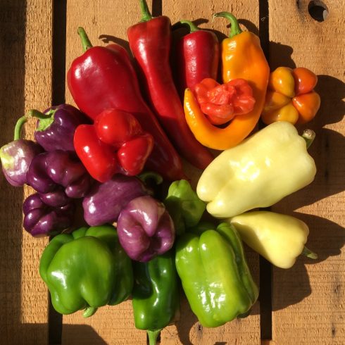 Organic Peppers - mixed (500g)