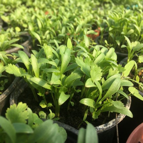 Organic Corianderplant (pc)