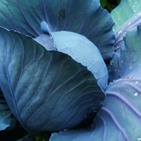 Organic Purple Cabbage (ptn)