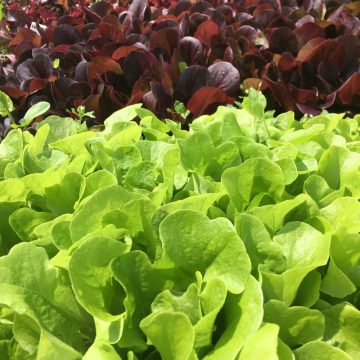 Organic Lettuce (pc)