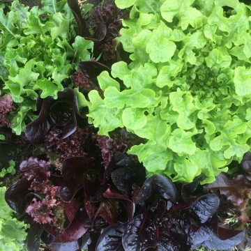 Organic Head Lettuce - Green  (pc)