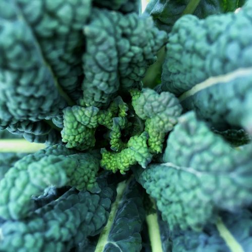 Organic Tuscan Kale (250g)