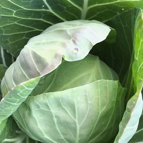 Organic Cabbage (pc)