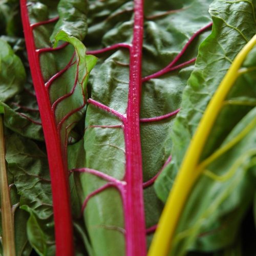 Organic Swiss Chard Rainbow (300g)