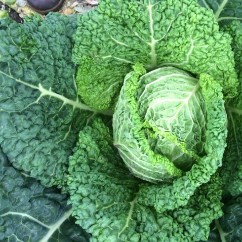 Organic Savoy Cabbage (pc)