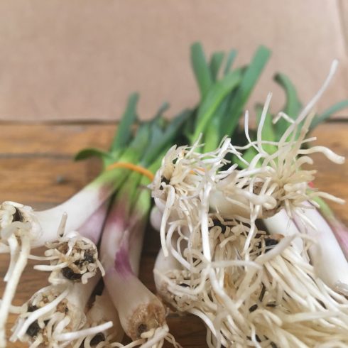 Organic Green Garlic (bun)