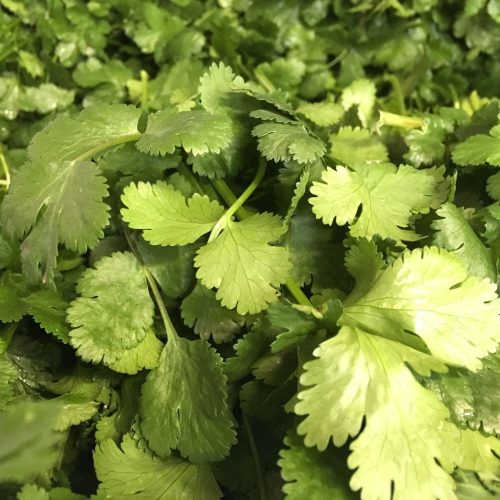 Organic Coriander leaves (bun)