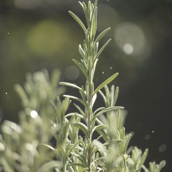 Bio Rozmaring (cs)