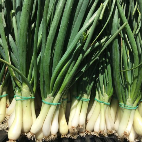 Organic Spring Onions (bun)