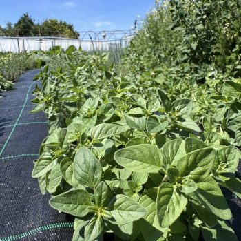 Bio Oregano (cs)