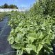 Bio Oregano (cs)