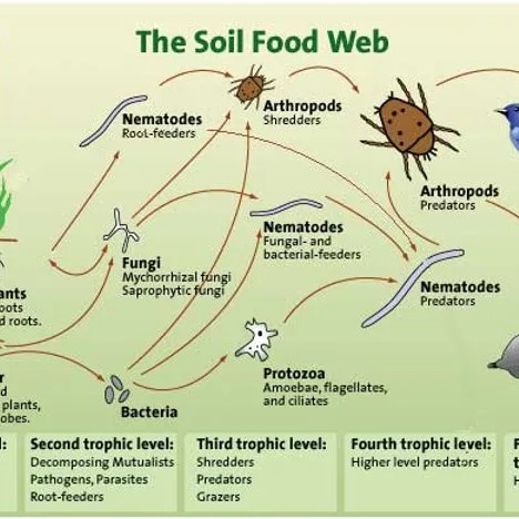 The Soil Food Web