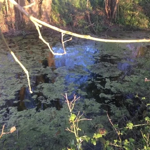 Algae in Water