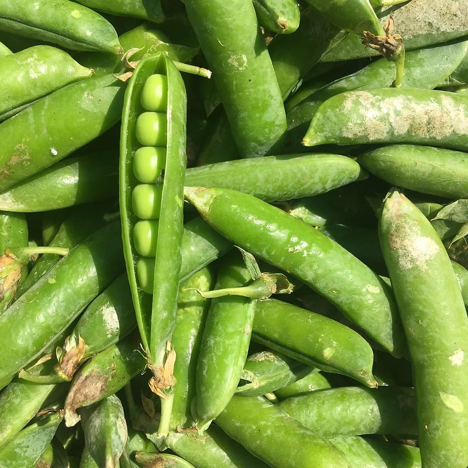 Price of Industrial Peas vs Garden Peas