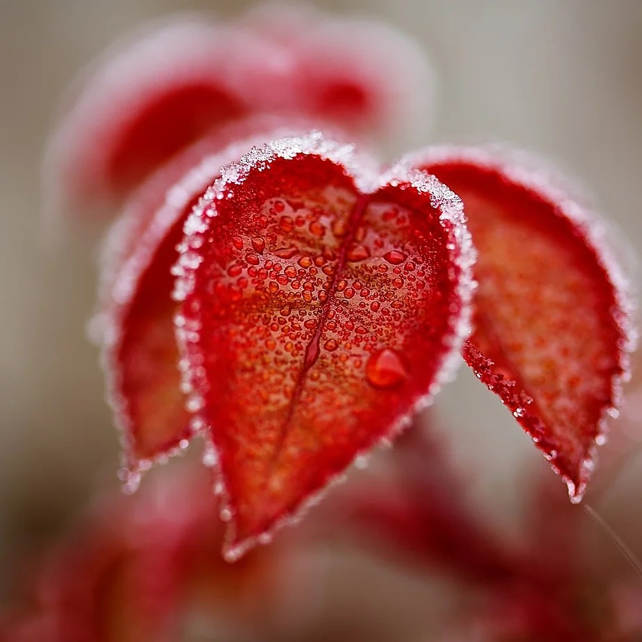 The First Frost