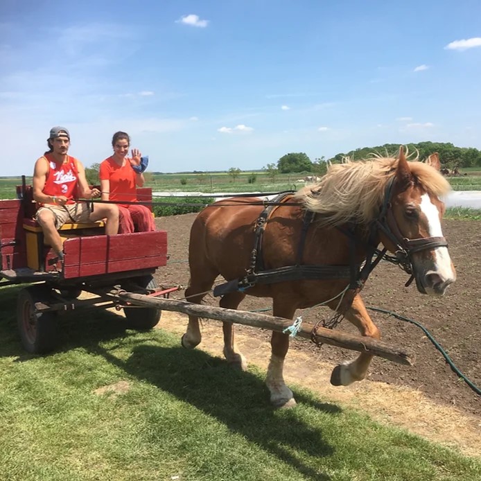 Sári, The Horse