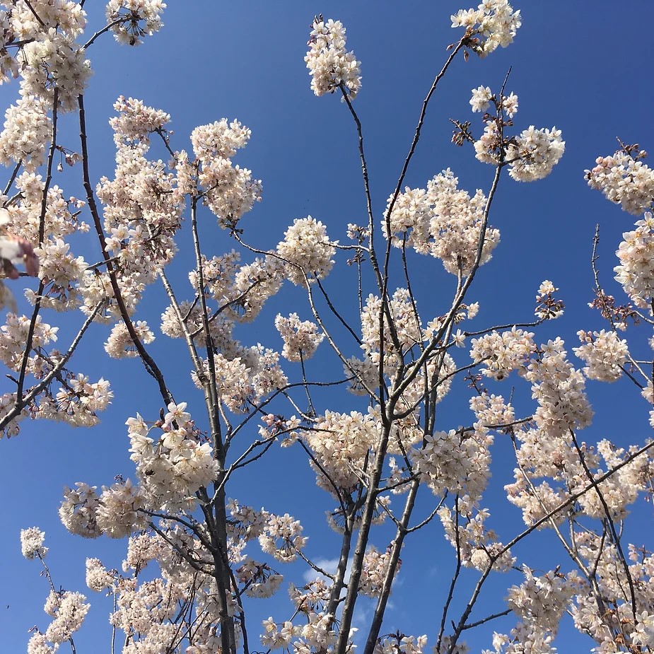 Wild Plum Trees