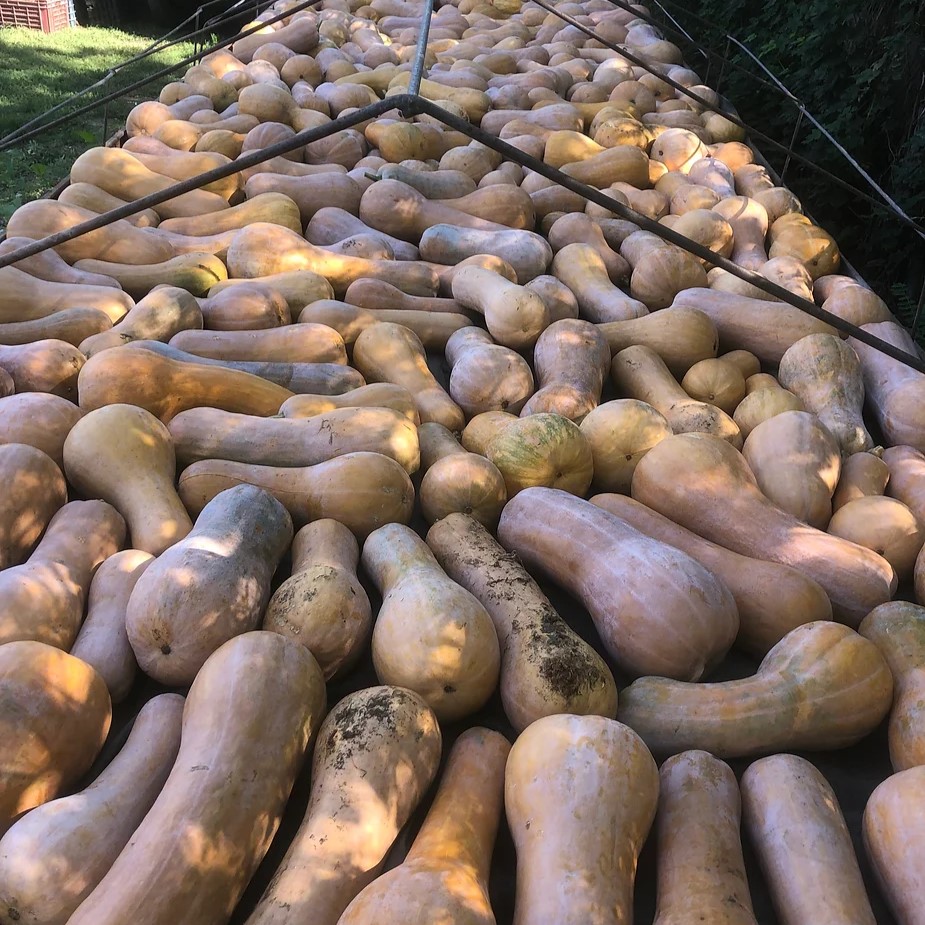 Waldorf Pumpkin-Harvest