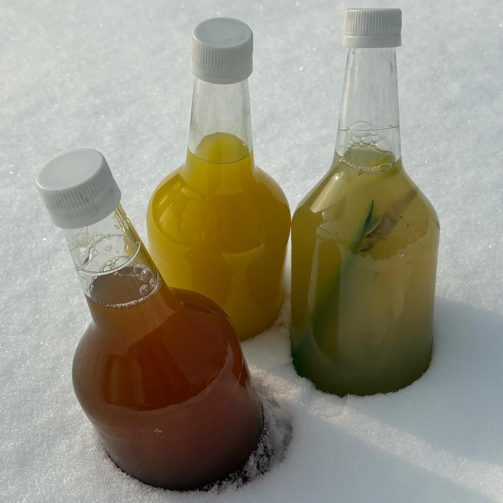 Kombucha - legújabb fermentált termékünk